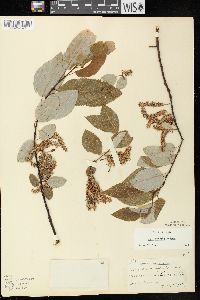 Salix pyrifolia image