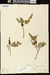 Salix pyrifolia image