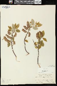 Salix pyrifolia image