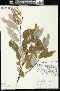 Salix pyrifolia image