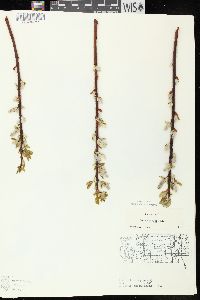 Salix pyrifolia image