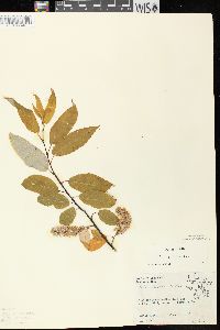 Salix pyrifolia image