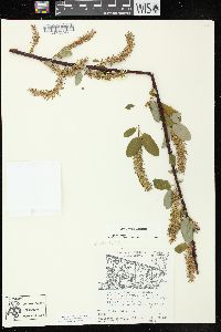 Salix pyrifolia image