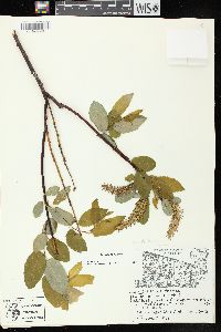 Salix pyrifolia image