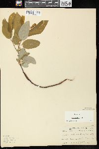 Salix pyrifolia image