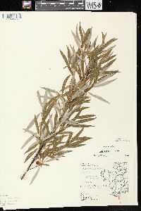 Salix petiolaris image