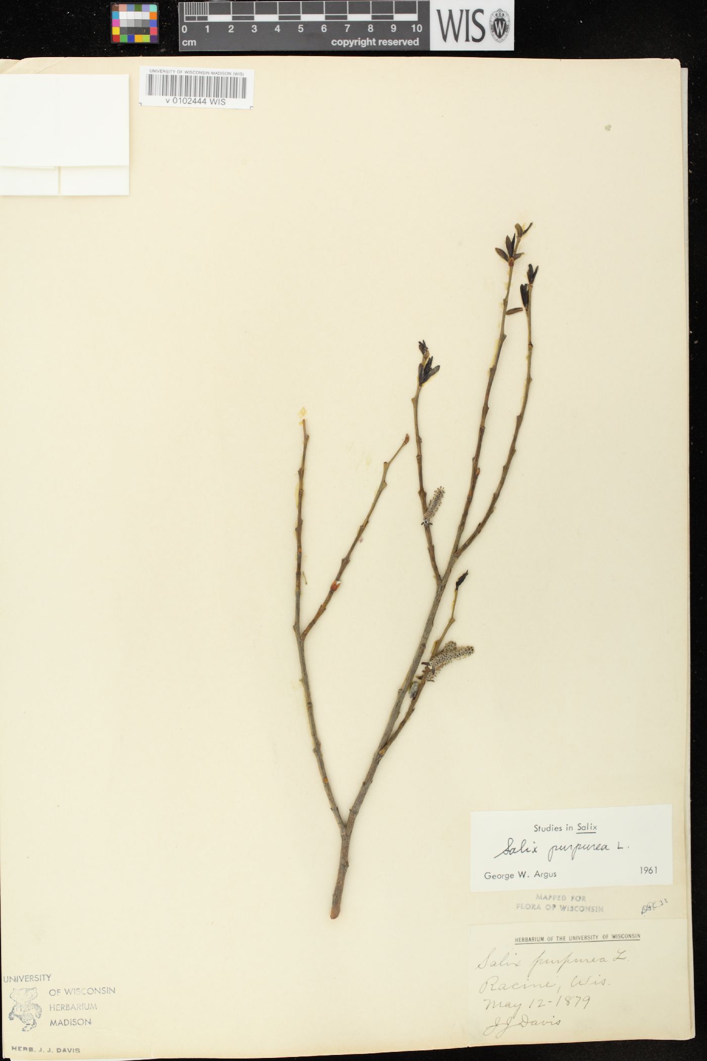 Salix purpurea image