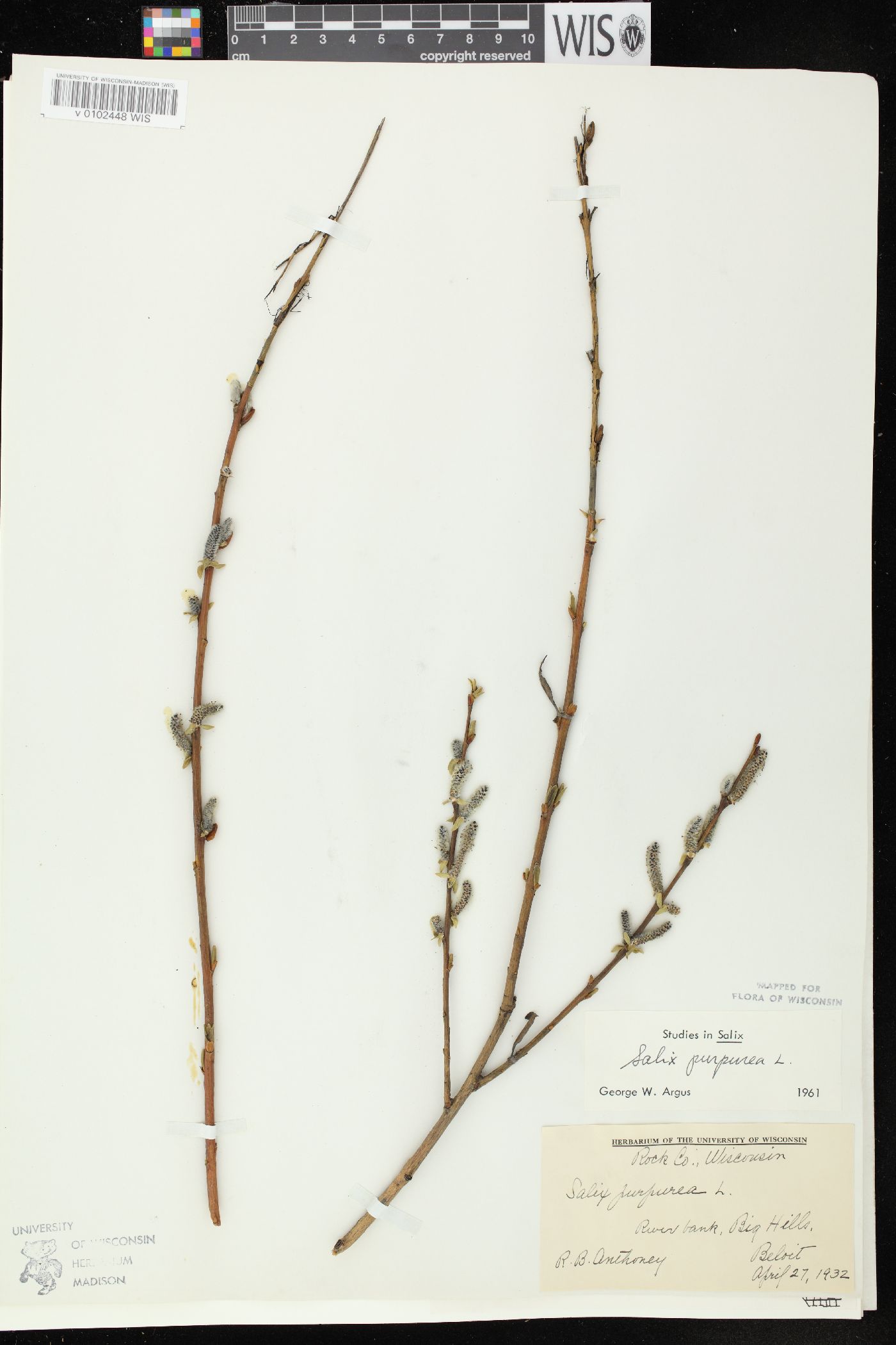 Salix purpurea image