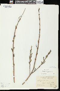 Salix purpurea image