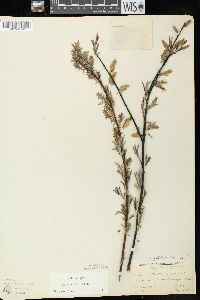 Salix petiolaris image