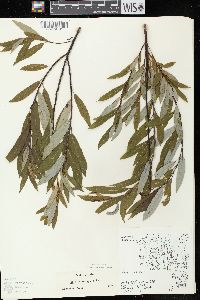 Salix petiolaris image