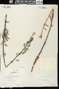 Salix petiolaris image