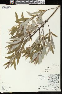 Salix petiolaris image