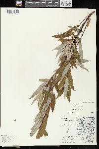 Salix petiolaris image