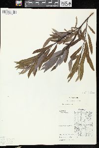 Salix petiolaris image