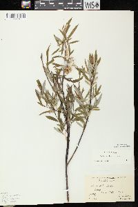 Salix petiolaris image