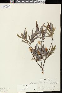 Salix petiolaris image