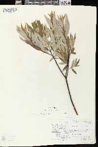 Salix petiolaris image