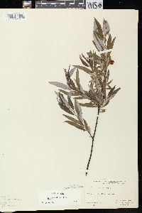 Salix petiolaris image