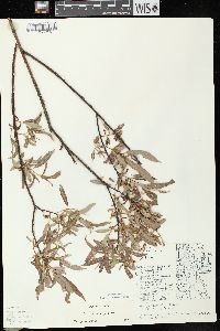 Salix petiolaris image