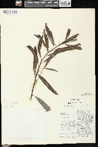 Salix petiolaris image