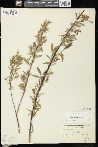 Salix petiolaris image