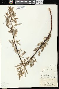 Salix petiolaris image