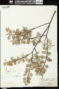 Salix petiolaris image