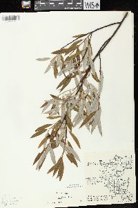 Salix petiolaris image