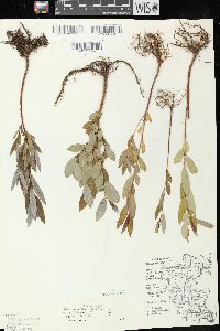 Salix eriocephala image