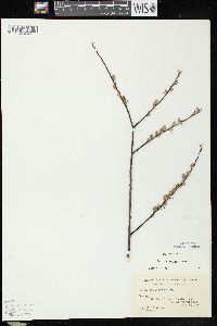 Salix petiolaris image