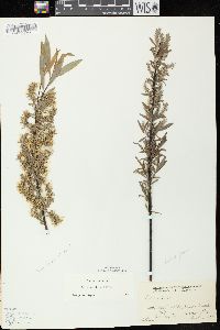 Salix petiolaris image