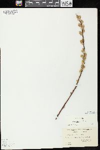 Salix petiolaris image