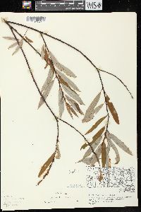 Salix petiolaris image