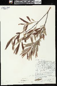 Salix petiolaris image