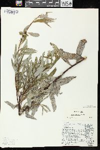 Salix petiolaris image