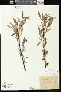 Salix petiolaris image