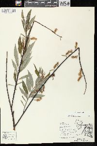 Salix petiolaris image