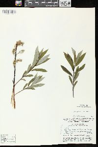 Salix petiolaris image