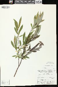 Salix petiolaris image