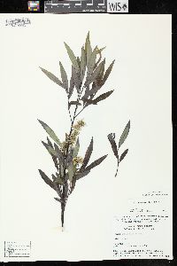 Salix petiolaris image