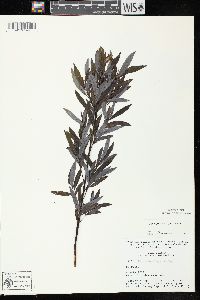 Salix petiolaris image