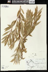 Salix petiolaris image