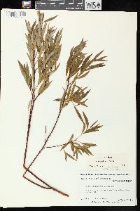 Salix petiolaris image