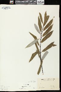 Salix petiolaris image