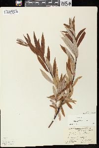 Salix petiolaris image