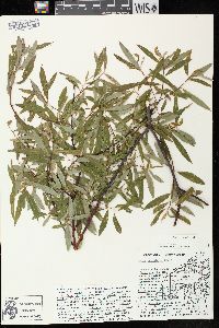 Salix petiolaris image