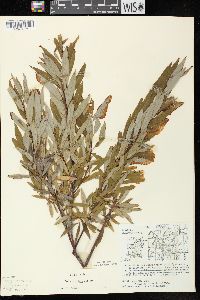 Salix petiolaris image