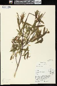 Salix petiolaris image