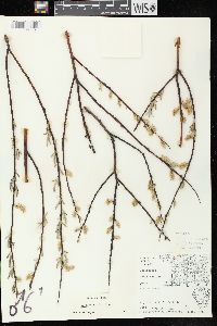 Salix petiolaris image